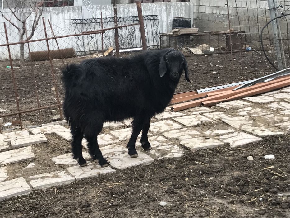 Козел теке ешкі