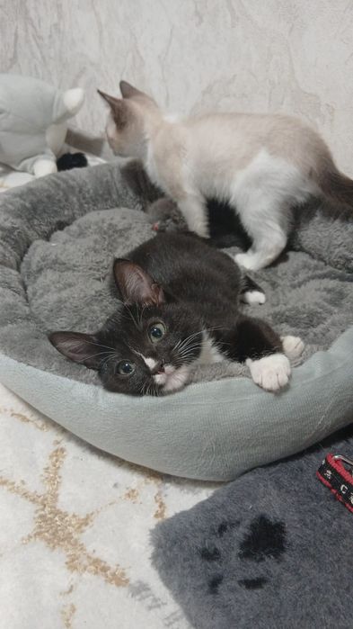 Отдам котят в добрые руки