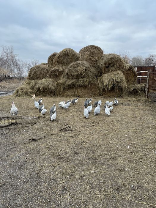 Продам молодых цесарок