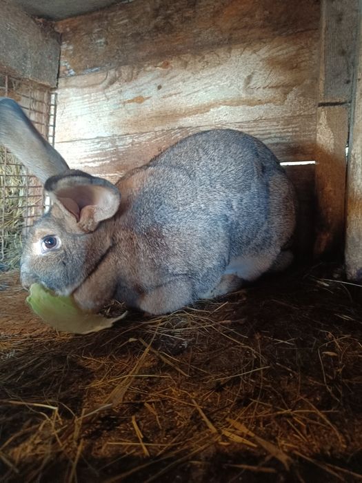 Продам молодых кролов и крольчих