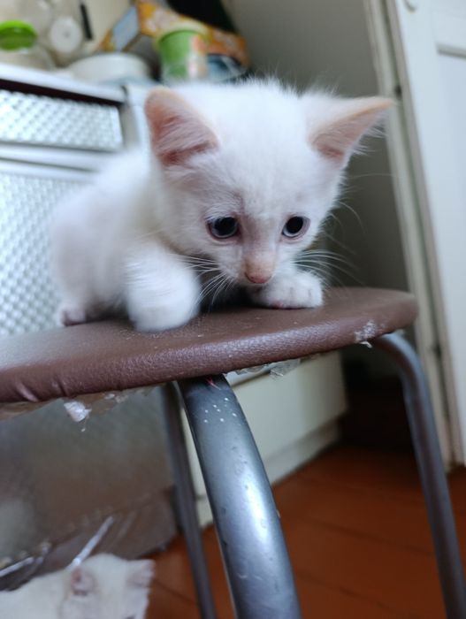Отдам котят ( кошечек) в добрые руки