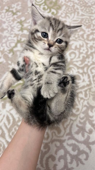 отдам котят в хорошие руки