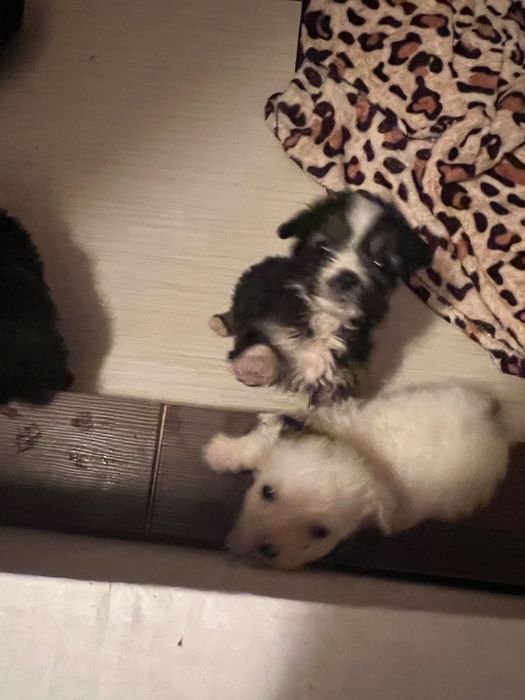 Puiut catel 5 saptamani