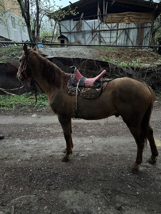 Донен сатвлад   .