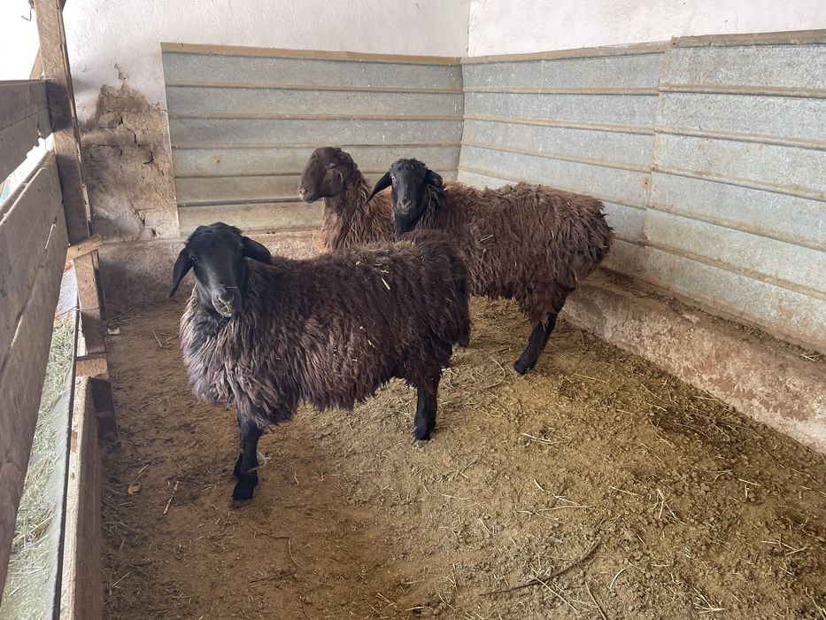 Павлин сатылады