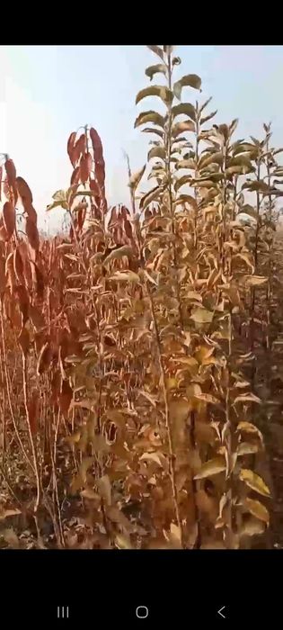 Мевлий дарах кучатлар, 15,000сумдан дехконларидан