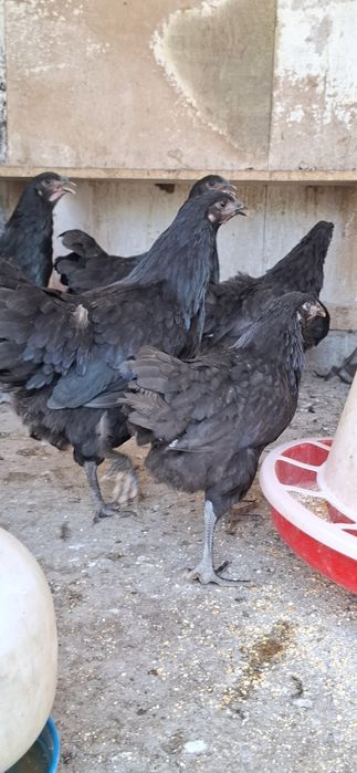 Vand puicuțe Australorp Negru