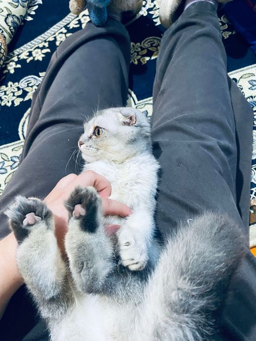 Шотландская  вислоухая котенок