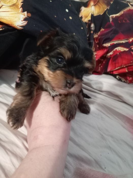 Продам щенка йорка