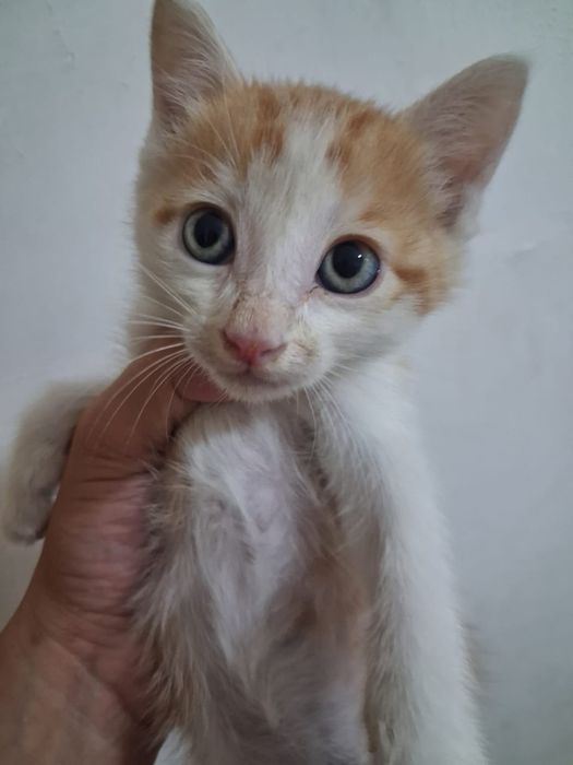 Продам Котëнок 4 шт 2 м 2 д