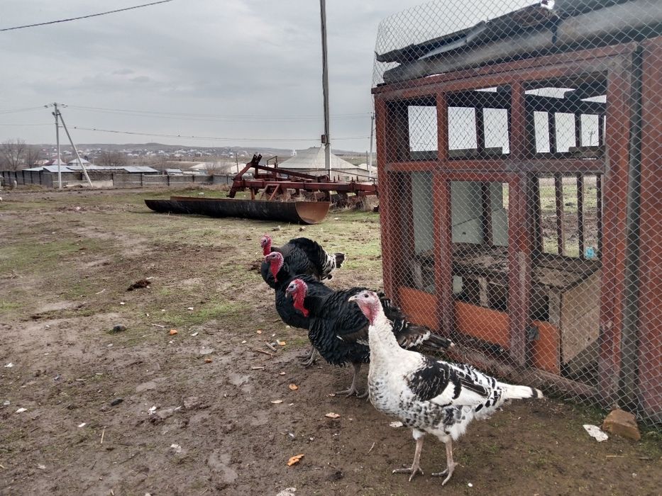 Продам 4 индук за 110мын