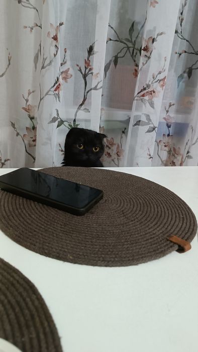Ищем семью для кошки