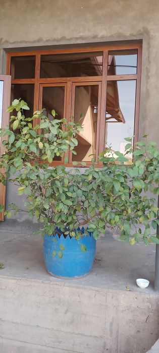 Гуллар сотилади.