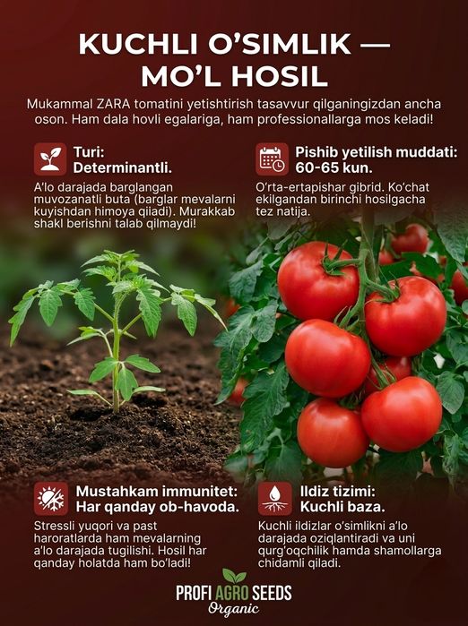 Tomorqa uchun Pomidor urug'lari. Yusuf, zara, sulton
