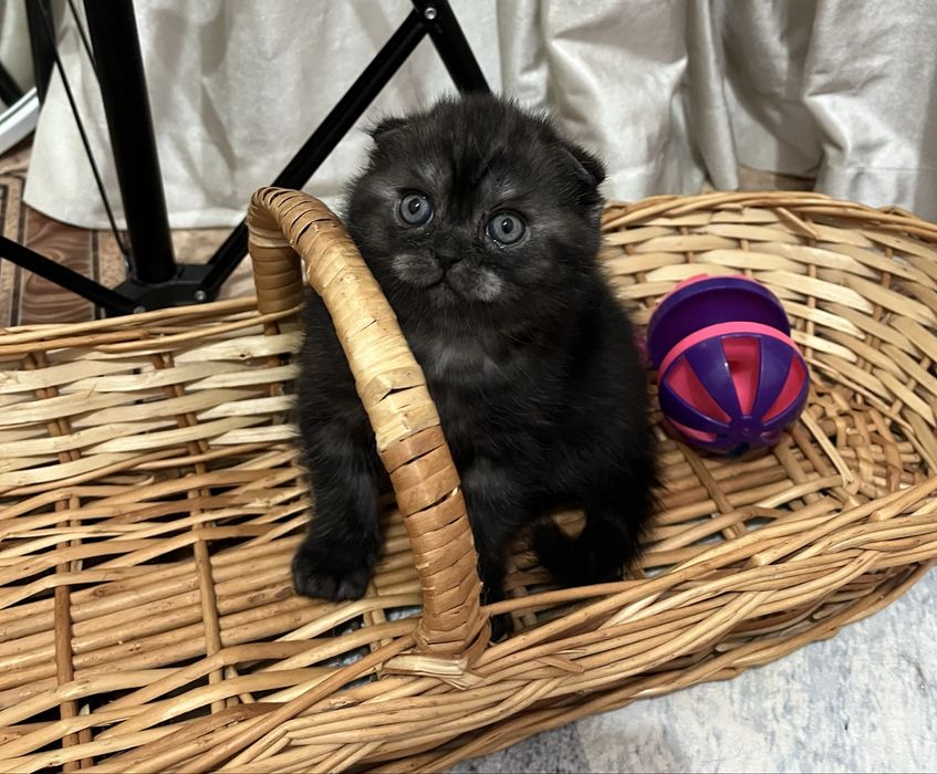 Вислоухие котята скоттиш фолд