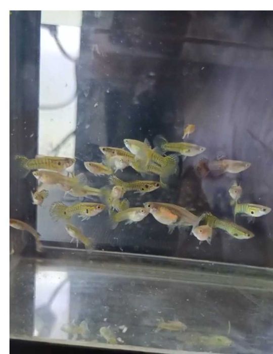 Guppy Tuxedo Black -  Guppy Mixt - Carasi Oranda