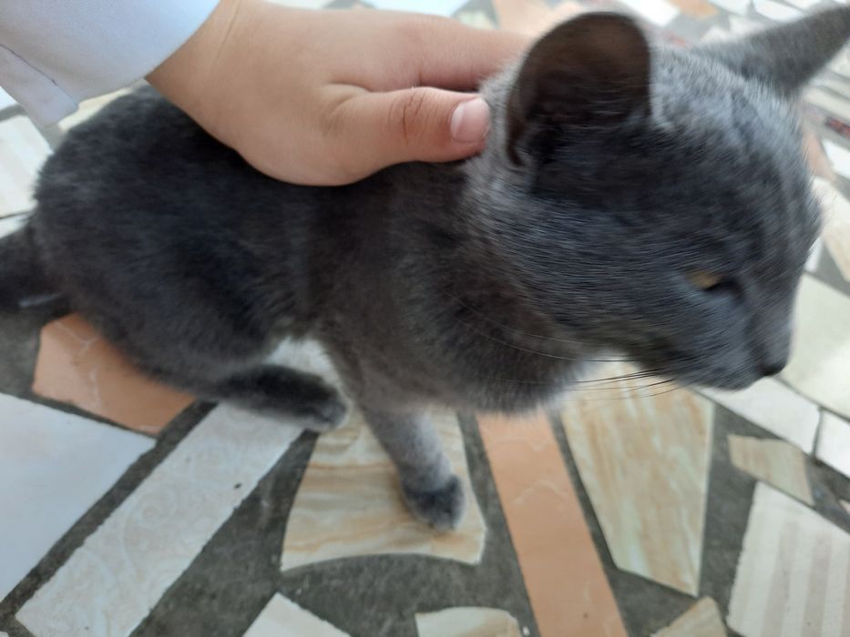 Продаётся котёнок