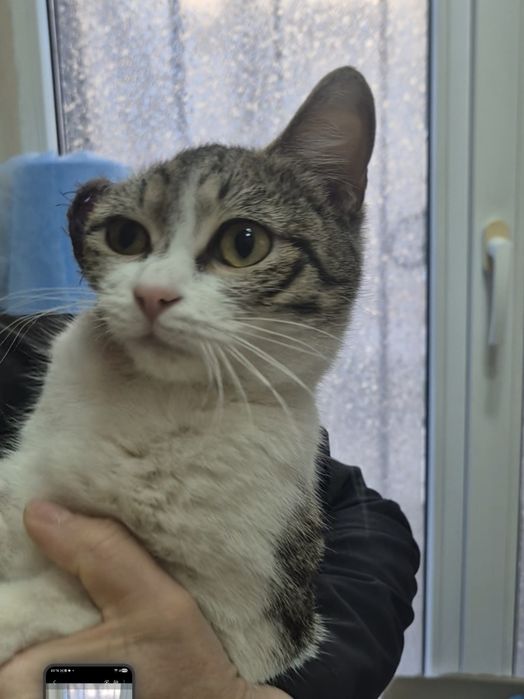 Кошечка срочно ищет доброго человека!