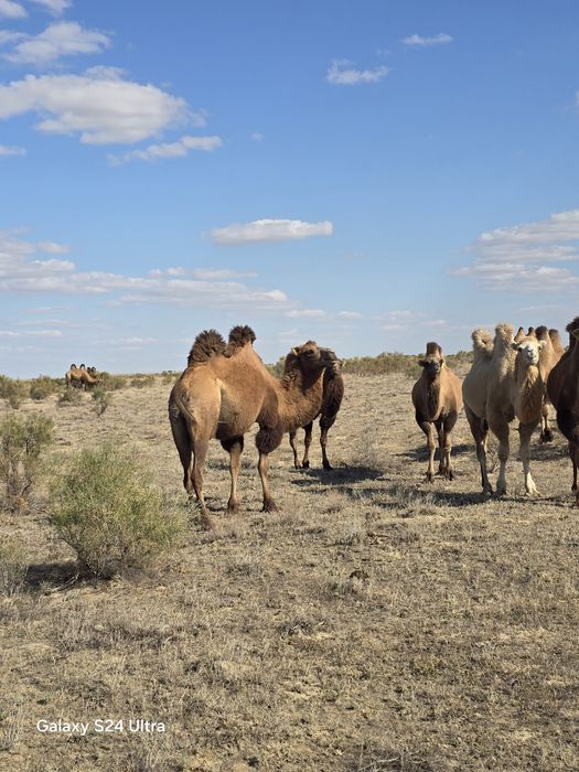Туйе сатылады семиз