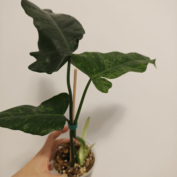 Philodendron - plantă naturală
