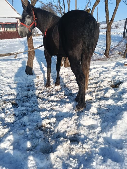 Vând harmăsar cuminte