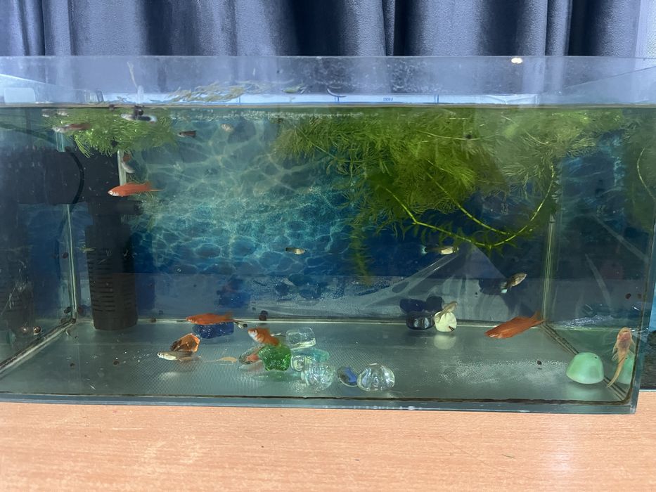 Продам гуппи для аквариума