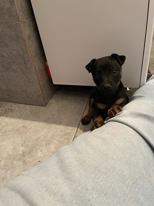 Ягдтерьер щенок