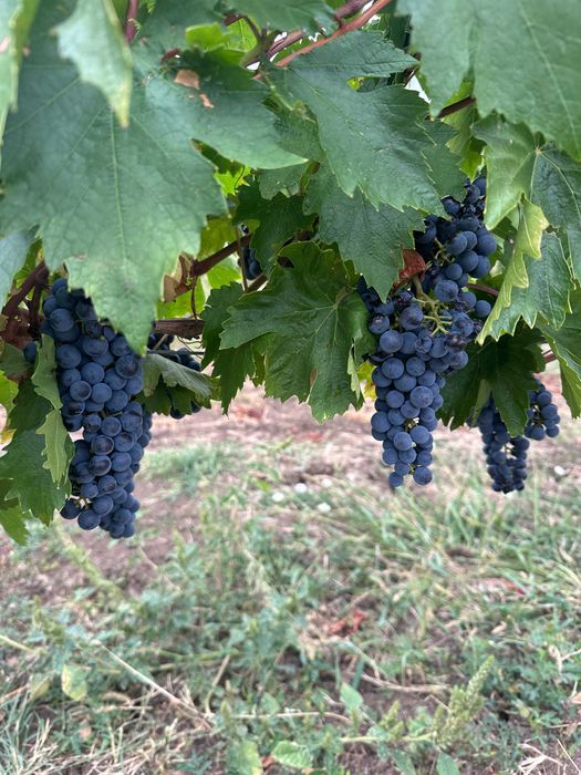 Struguri pentru vin