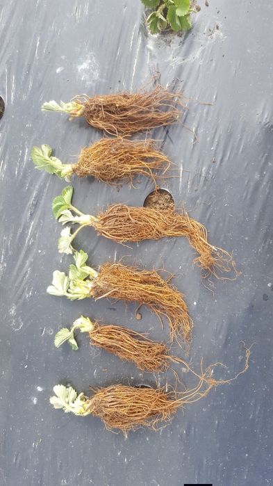 Stoloni căpșuni    Clery