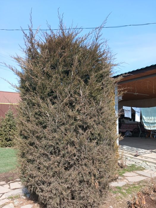 Дерево Можжевельник