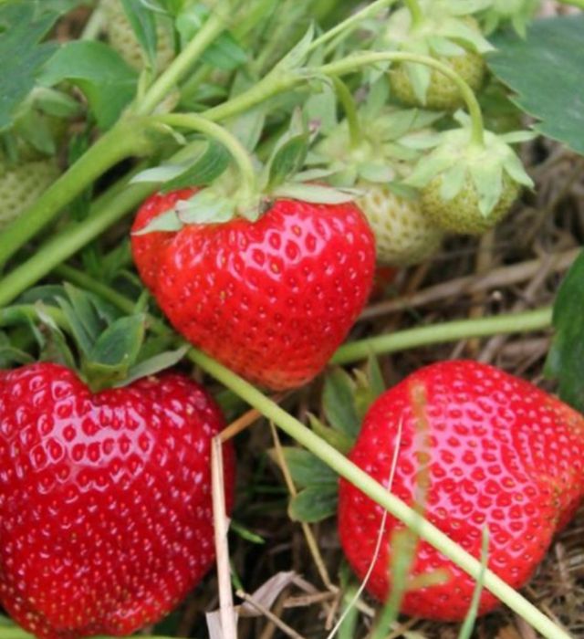 Саженцы клубники