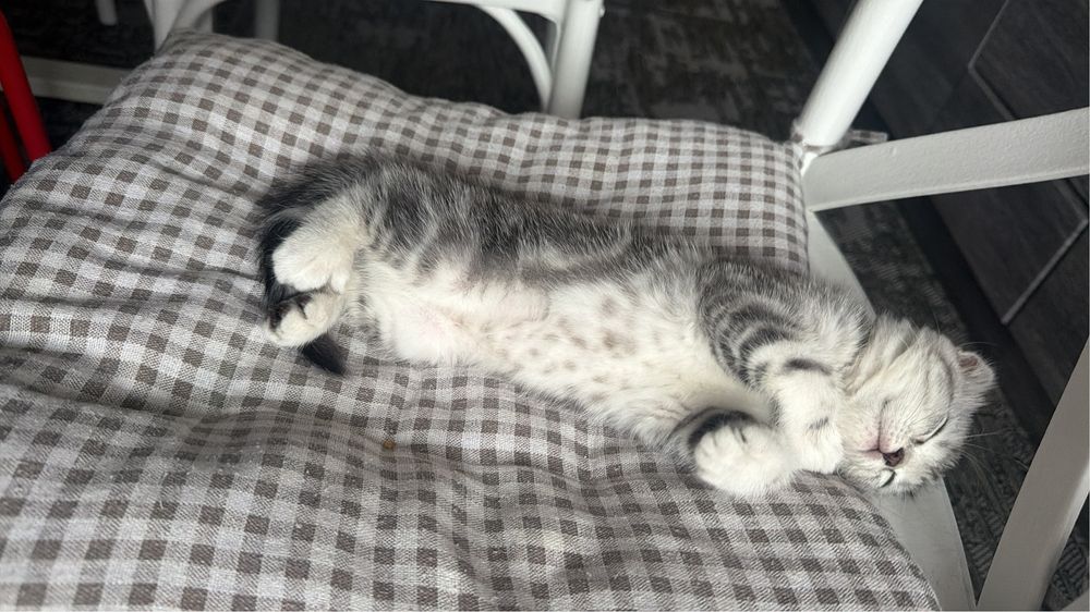 Котенок 3 месяца скоттиш фолд
