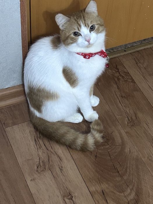 Отдадим кота в хорошие руки