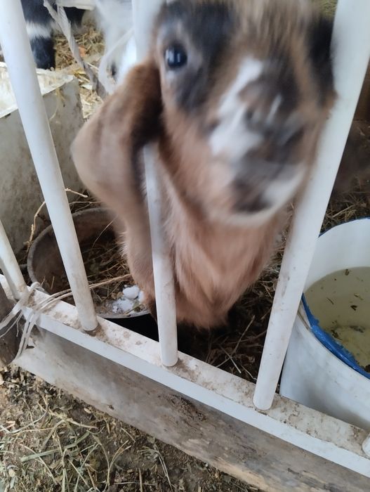 Коза с козленком и братом