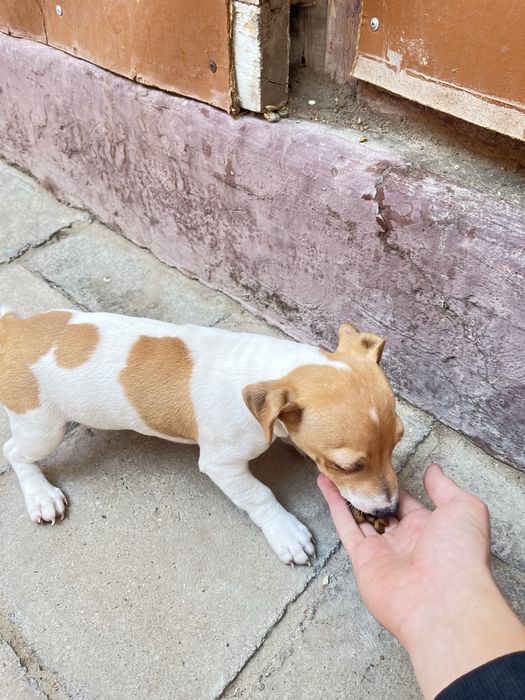 Джек рассел девочка