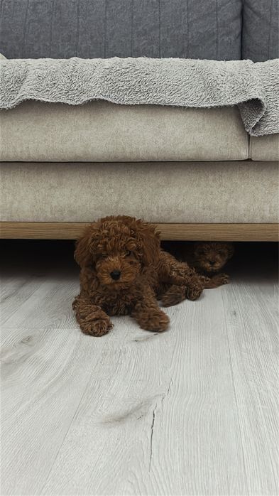 Мини пудел на 4 месеца