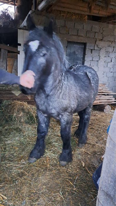 Ofer armăsar Belgian pt montă