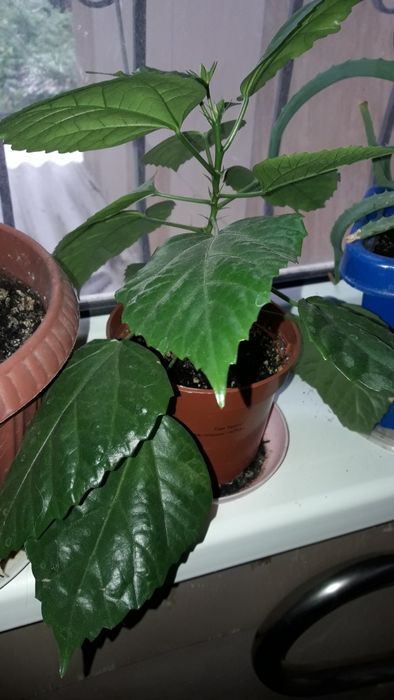 Продажа   не дорого   цветы