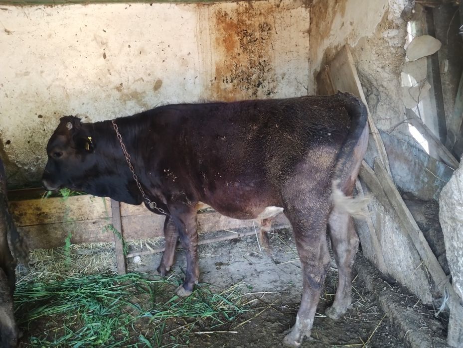 3 taurasi și o vițică la grămadă 185 mil