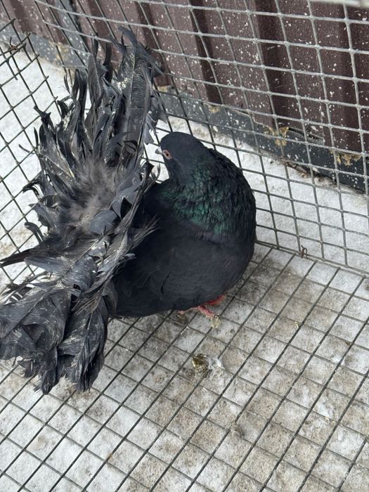 Павлин самец !