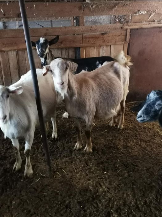 8 млади Кози Бяла слатина