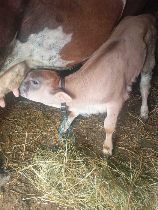 Vițelușă e vânzare vârstă 7 săptămâni