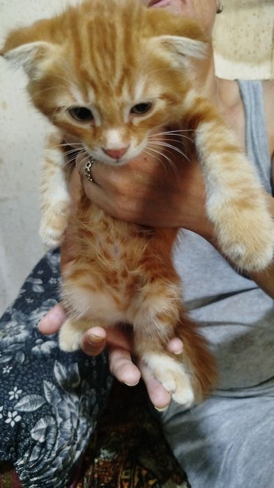Продаются котята,британцы короткошорстные