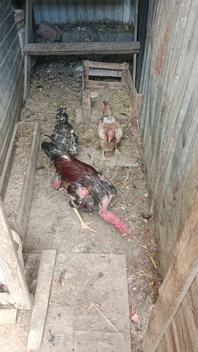 Срочно продам дакана