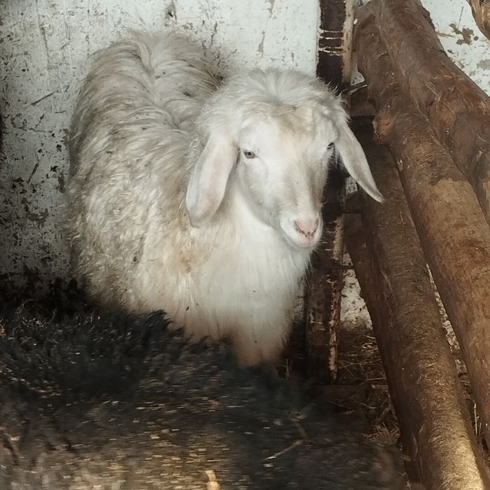 Эчки сотилади зотдор