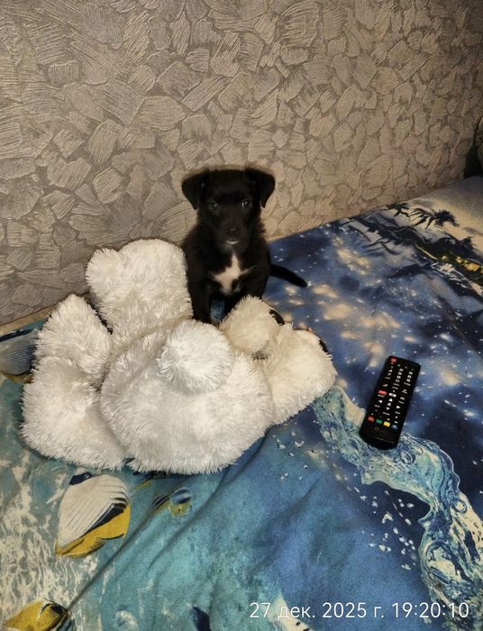 Щенок в поисках дома