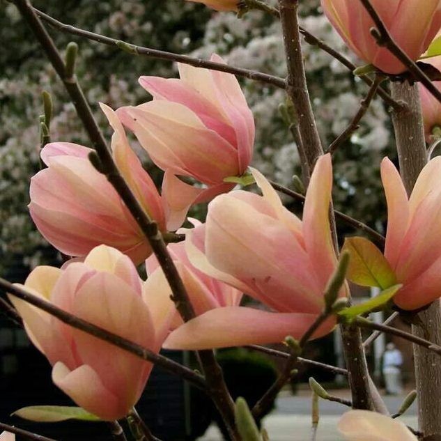 Magnolia Yellow River la ghiveci