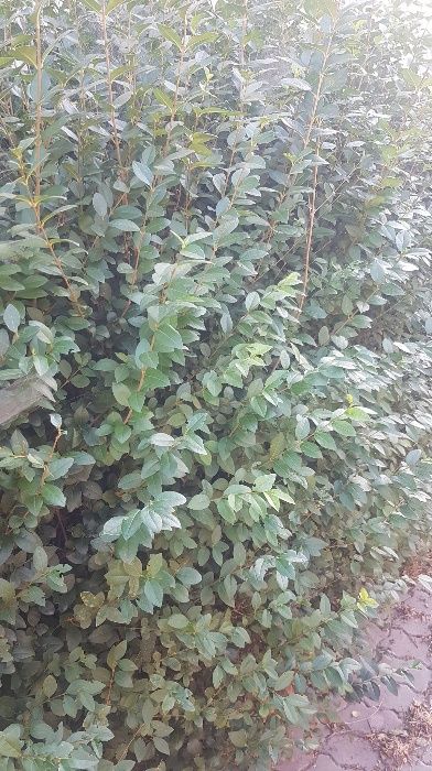 Gard viu verde din LEMN CAINESC 1,50 roni..