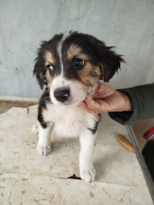 Щенки девочки в добрые руки.