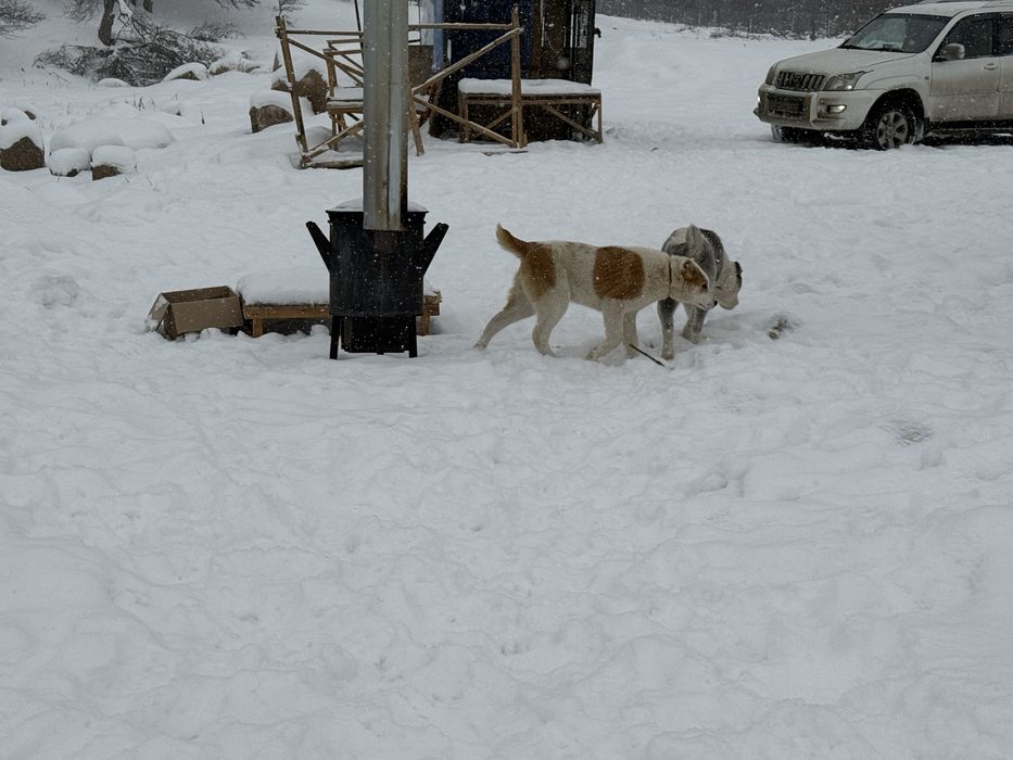 Продаются щенки! Тобет!